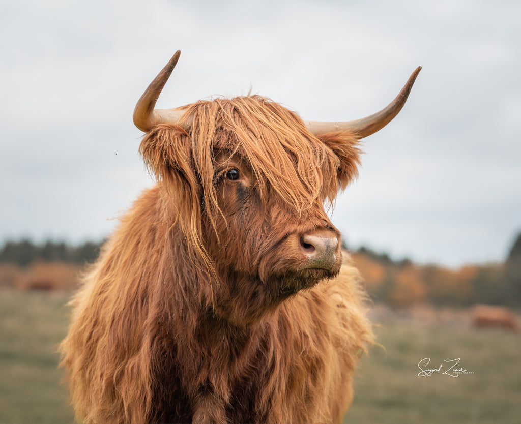 Tasting Aberdeenshire - The Highland Beef Supper Club