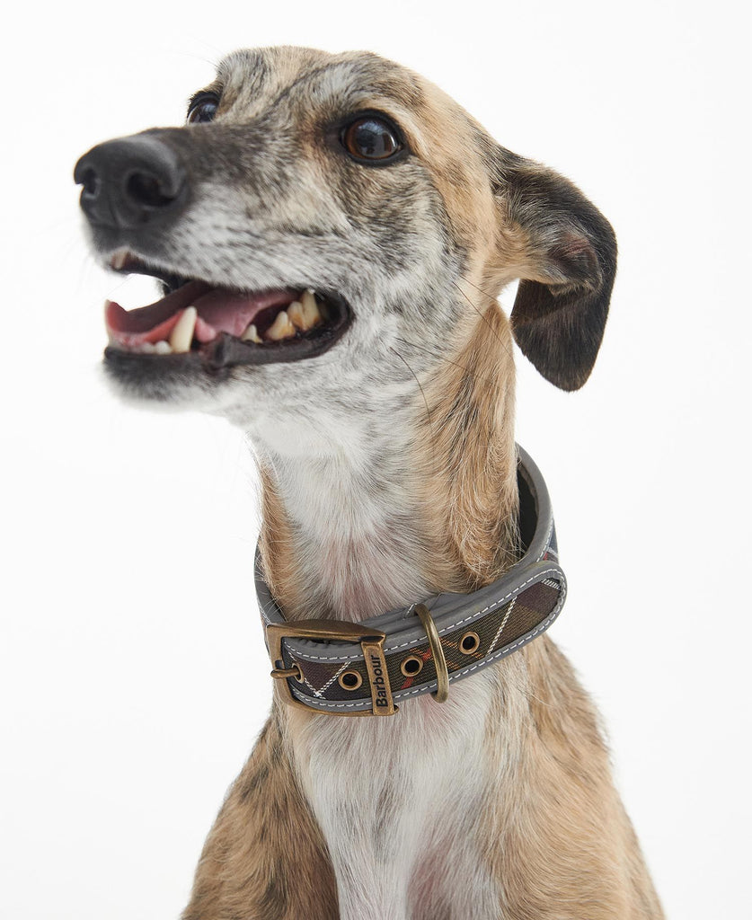 Barbour Lurcher Collar - Country Ways