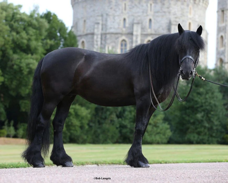 Breyer Carltonlima Emma - The Queen's Pony - Country Ways