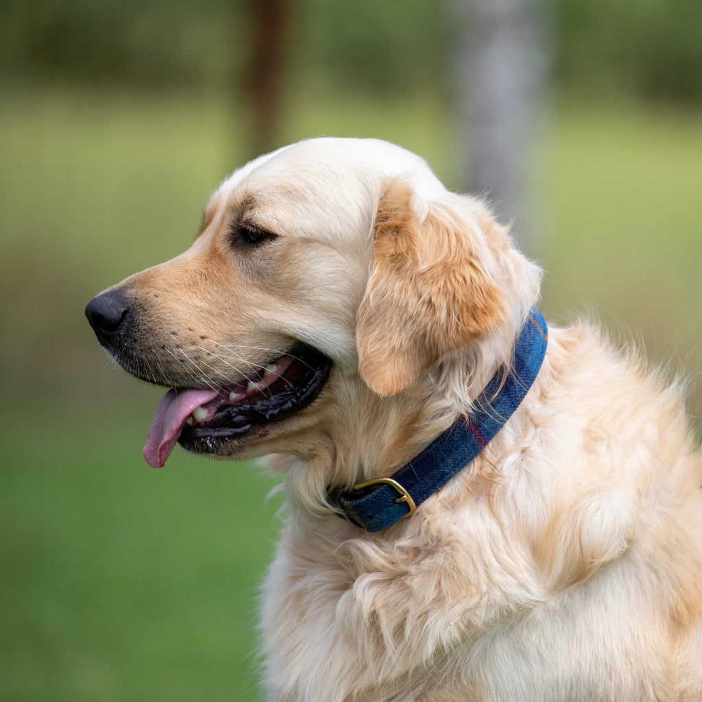 Digby & Fox Tweed Dog Collar - Country Ways