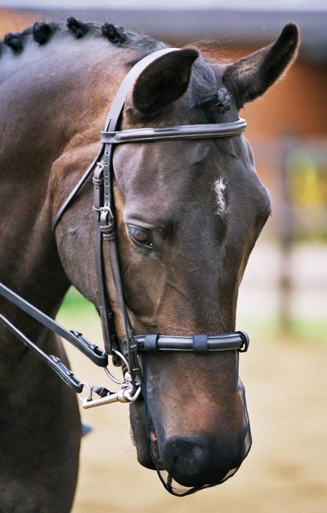 Equilibrium Net Relief Muzzle Net - Country Ways