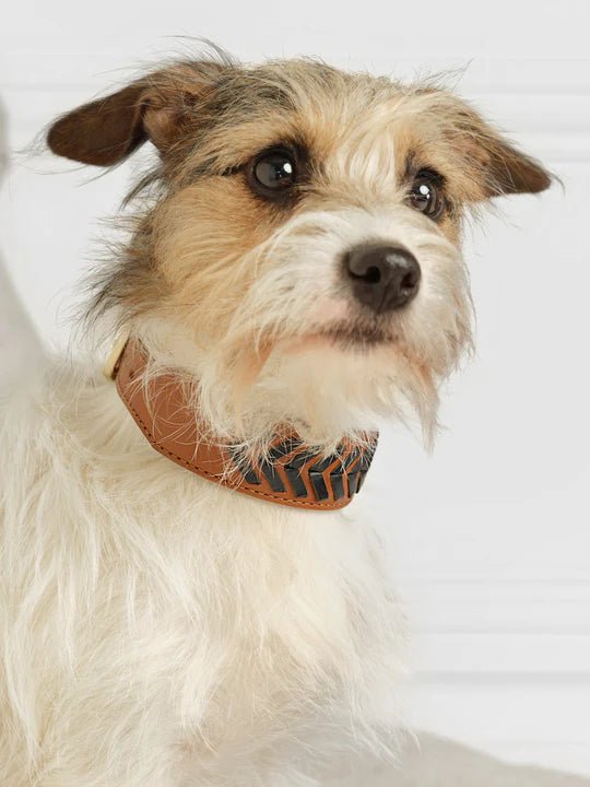 Fairfax & Favor Tetbury Dog Collar - Country Ways