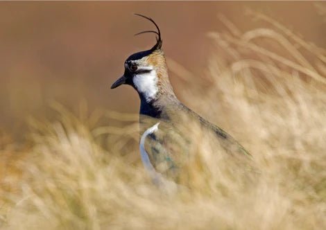 Greeting Card - Lapwing by David Kjaer - Country Ways