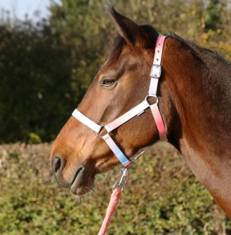 HY Equestrian Ombre Head Collar and Lead Rope - Country Ways