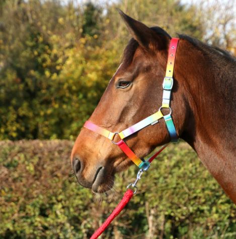 HY Equestrian Ombre Head Collar and Lead Rope - Country Ways