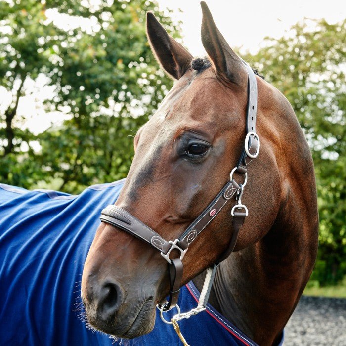 John Whitaker Chicago Leather Headcollar - Country Ways