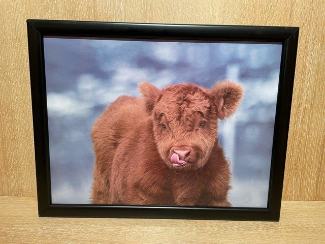 Lap Tray Highland Calf - Country Ways