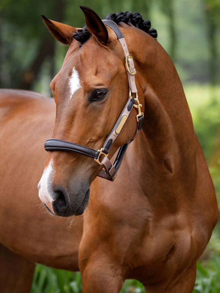 LeMieux Capella Headcollar - Country Ways