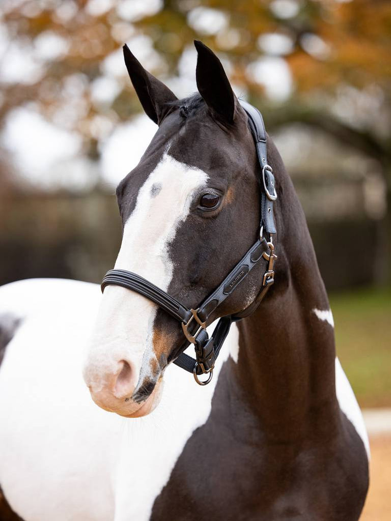 LeMieux Capella Headcollar AW24 - Country Ways