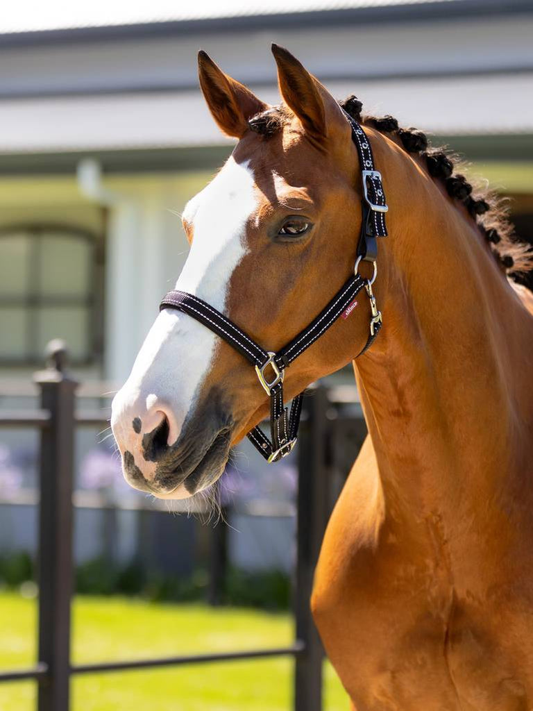 LeMieux Essential Yard Headcollar - Country Ways