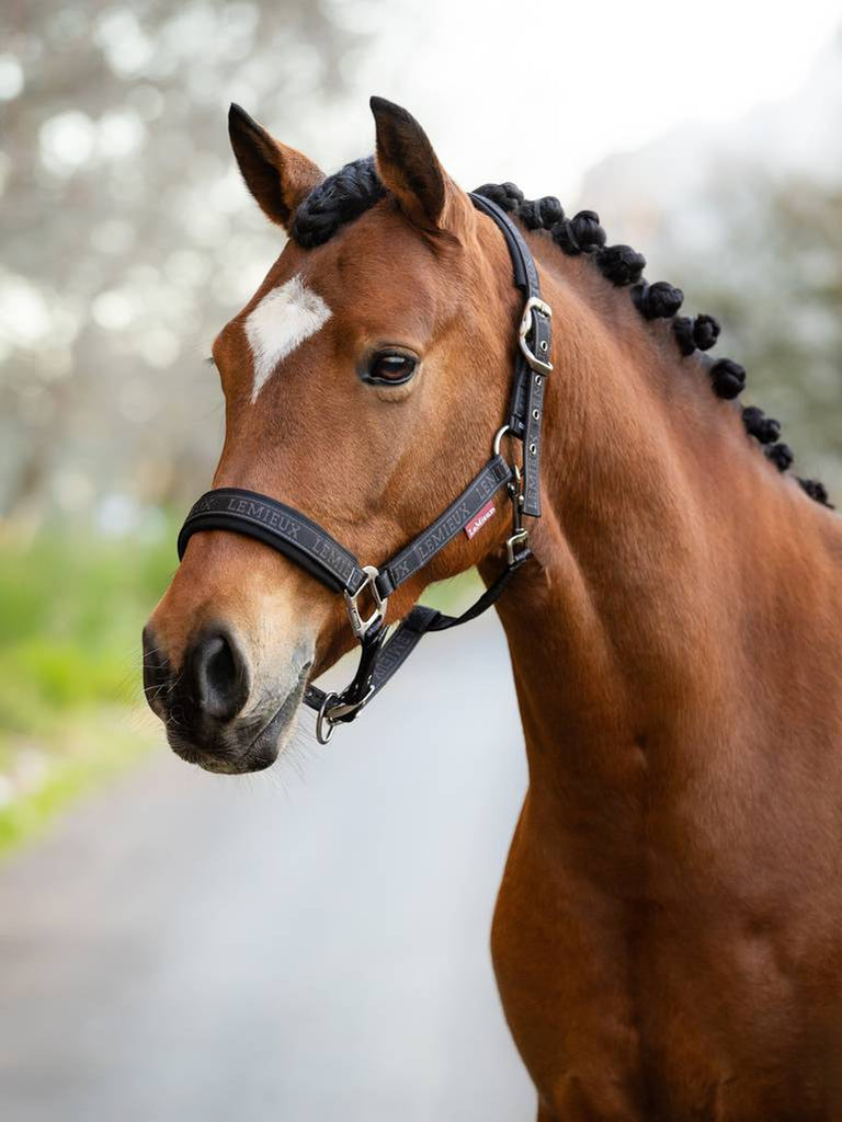 LeMieux Logo Headcollar AW24 - Country Ways