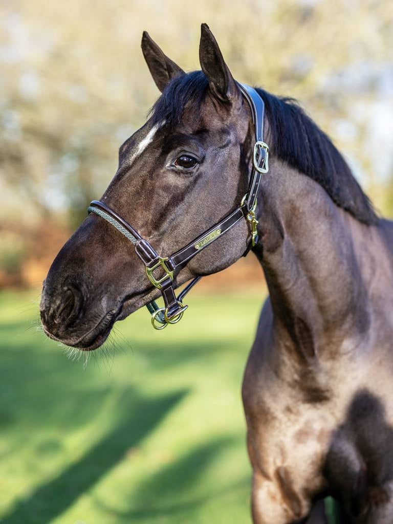 LeMieux Rope Control Headcollar - Country Ways