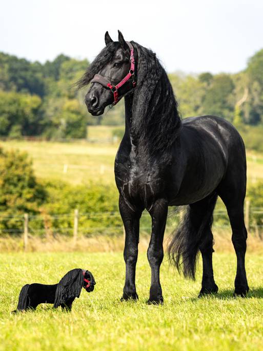 LeMieux Toy Pony Spike - Country Ways