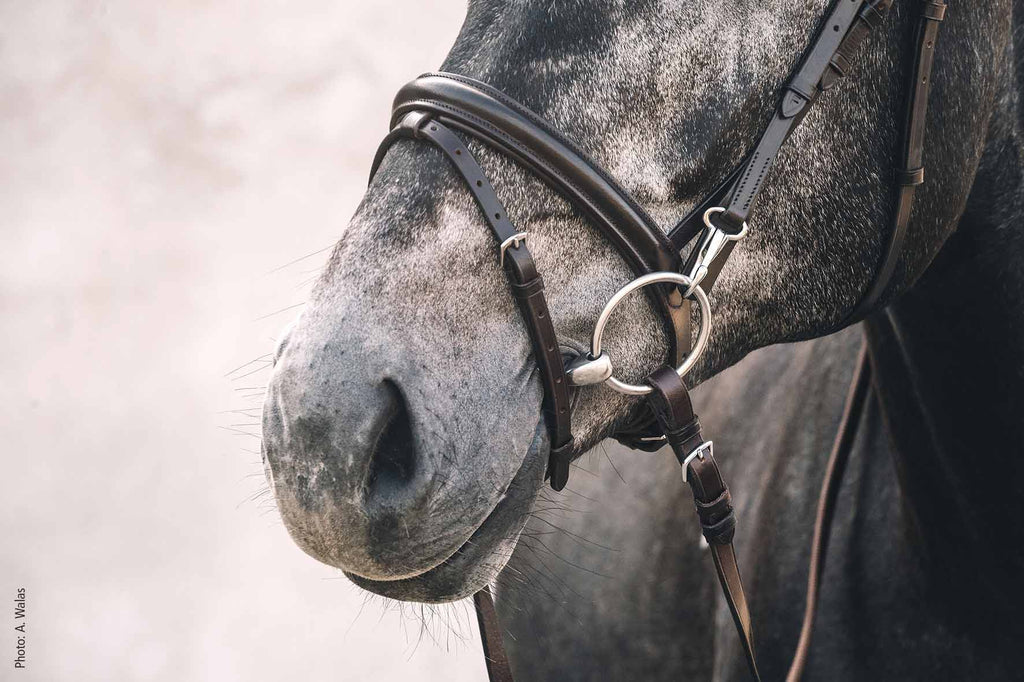 Schockemohle Stuttgart Bridle - Country Ways