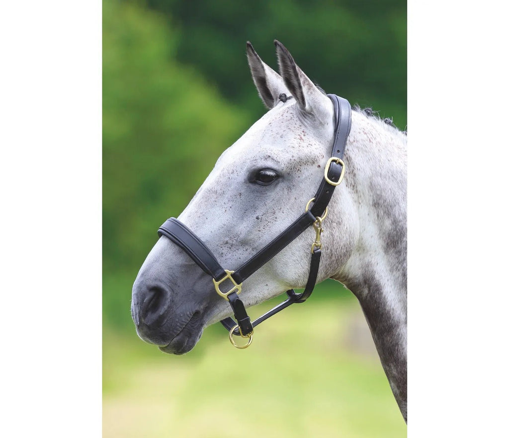 Shires Velociti GARA Leather Travel Headcollar - Country Ways