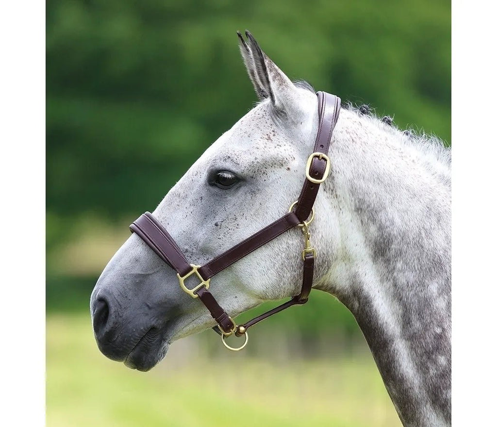 Shires Velociti GARA Leather Travel Headcollar - Country Ways